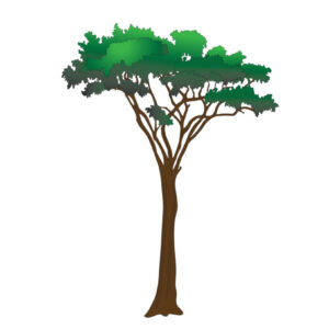 Acacia Tree Wall Sticker